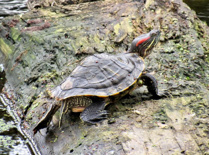 Черепахи не пострадают от работ по очистке реки Македонки в Люберецком округе