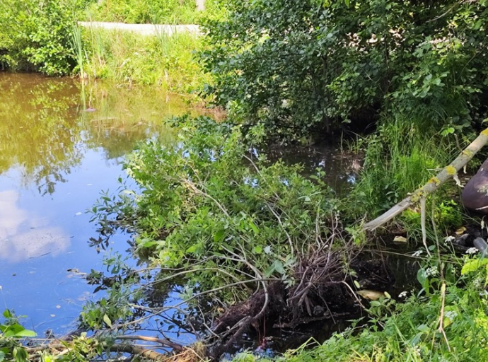 Расчистка пруда в Токарево Люберецкого округа начнется в августе