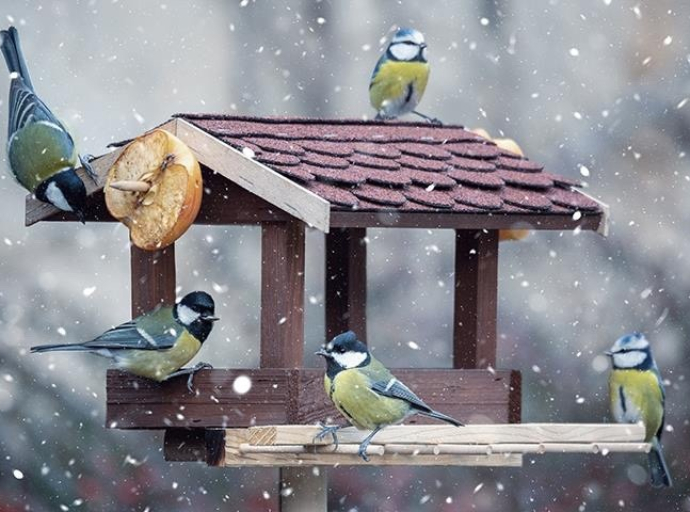 Экоакция "Покорми птиц зимой" пройдёт в Люберецком округе 14 декабря
