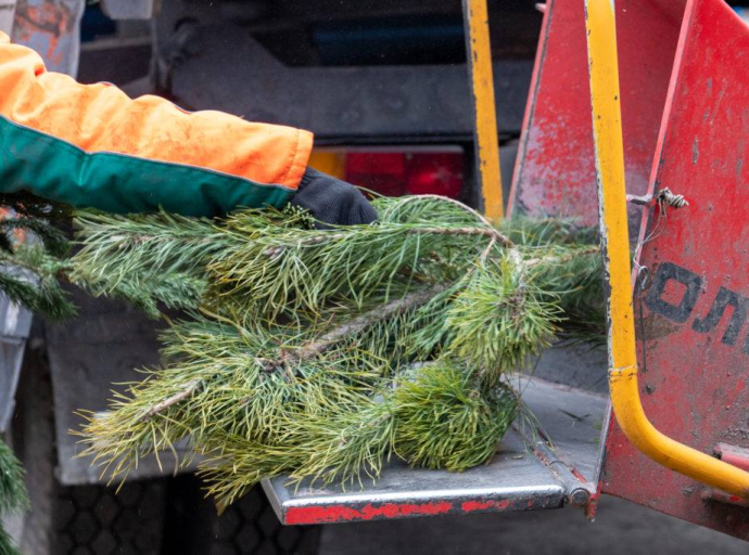 Организуют 10 пунктов приема новогодних елок на вторичную переработку в Люберцах
