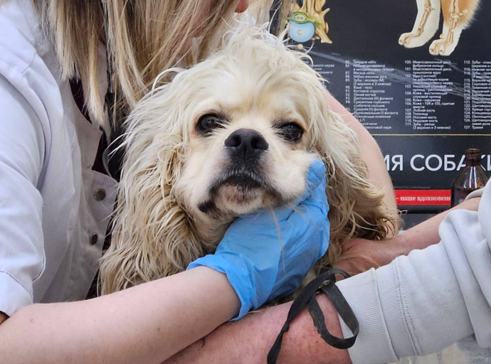 Собаку спасли в Томилино благодаря неравнодушным жителям
